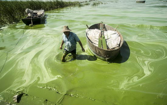A fisherman wades in Chaohu Lake, covered in blue-green algae, in Chaohu city