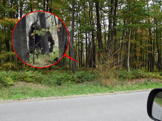 Bigfoot Spotted In Pennsylvania