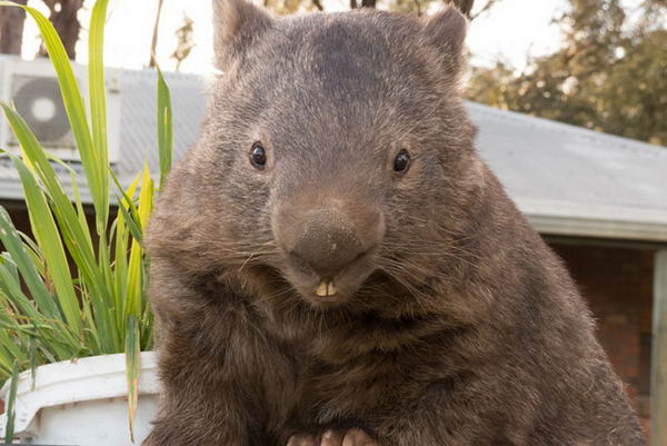patrick-wombat-01