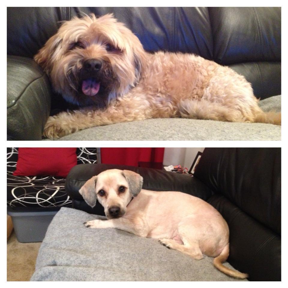 Dogs-Before-And-After-Haircuts-01
