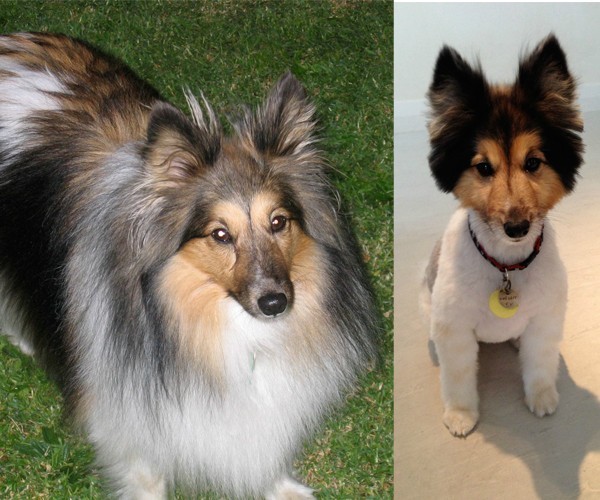 Dogs-Before-And-After-Haircuts-02