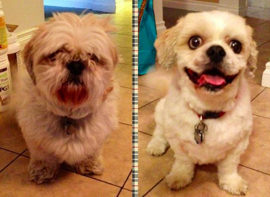 Dogs-Before-And-After-Haircuts-03