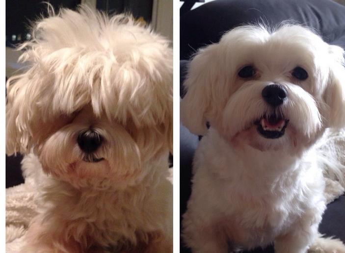 Dogs-Before-And-After-Haircuts-04