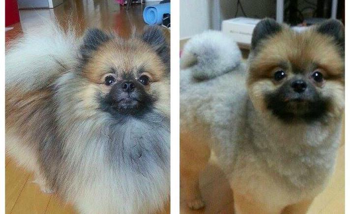 Dogs-Before-And-After-Haircuts-05