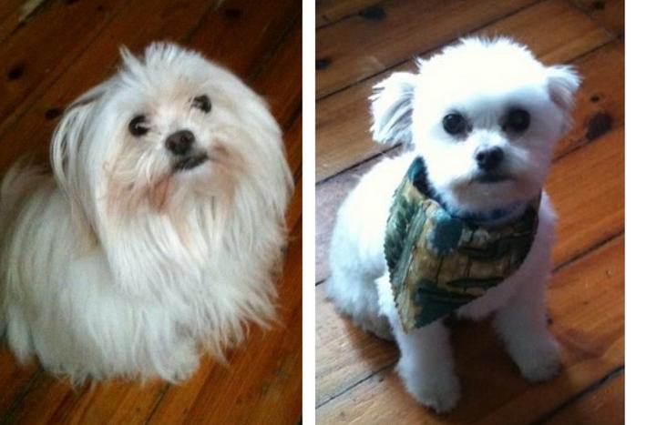 Dogs-Before-And-After-Haircuts-06