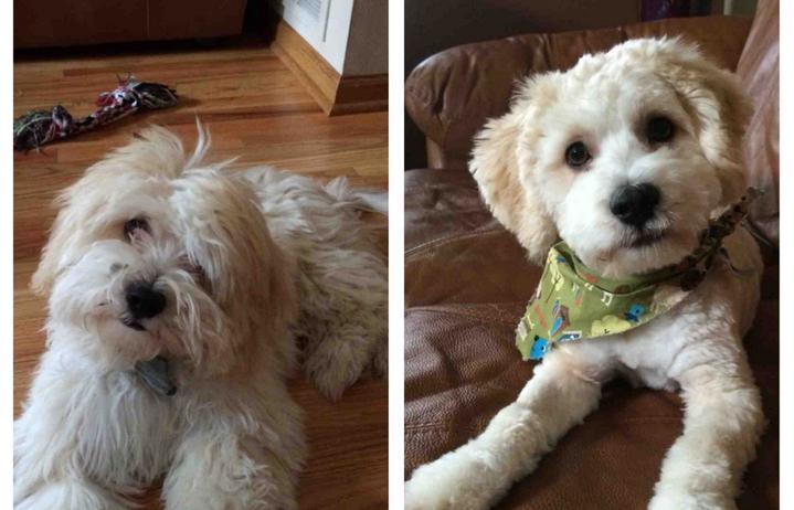 Dogs-Before-And-After-Haircuts-07
