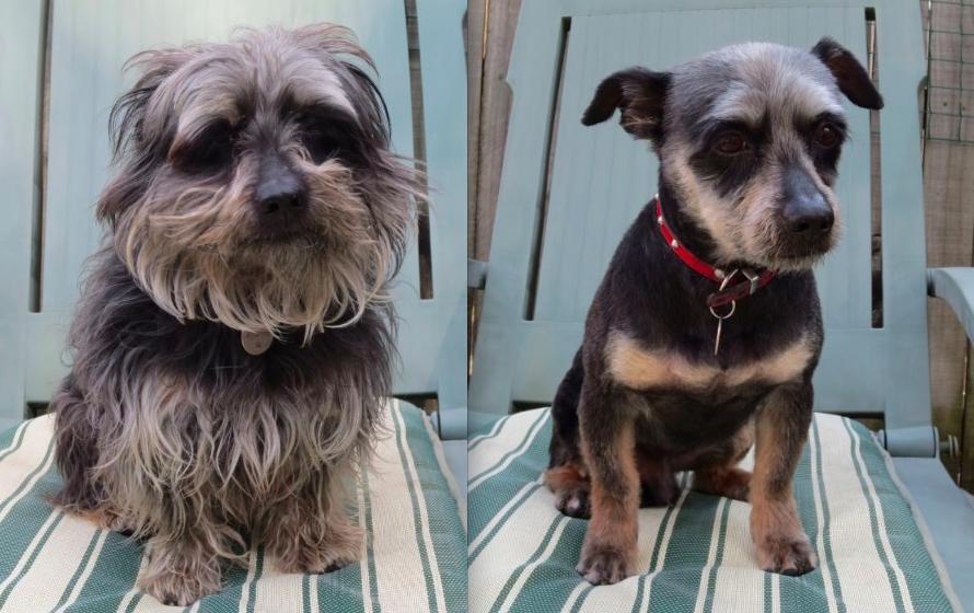 Dogs-Before-And-After-Haircuts-08