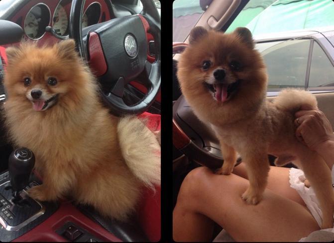 Dogs-Before-And-After-Haircuts-09