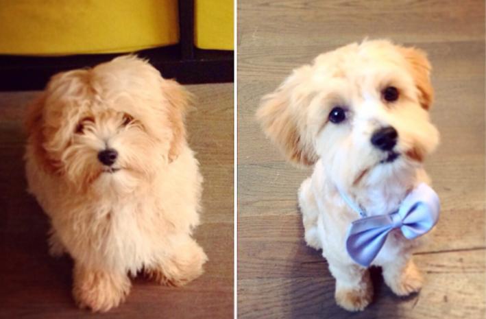 Dogs-Before-And-After-Haircuts-10