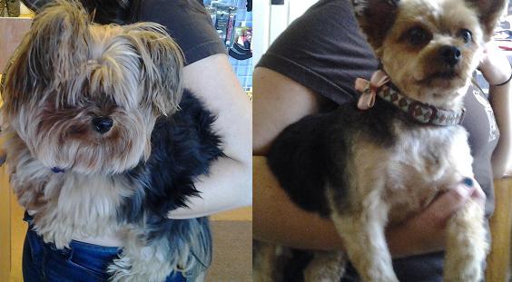 Dogs-Before-And-After-Haircuts-13