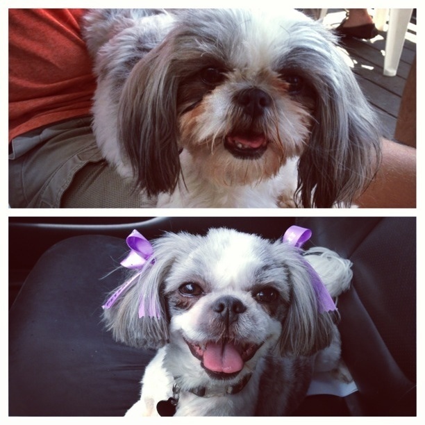 Dogs-Before-And-After-Haircuts-14