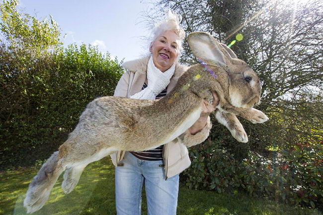 worlds-largest-rabbit-darius-1