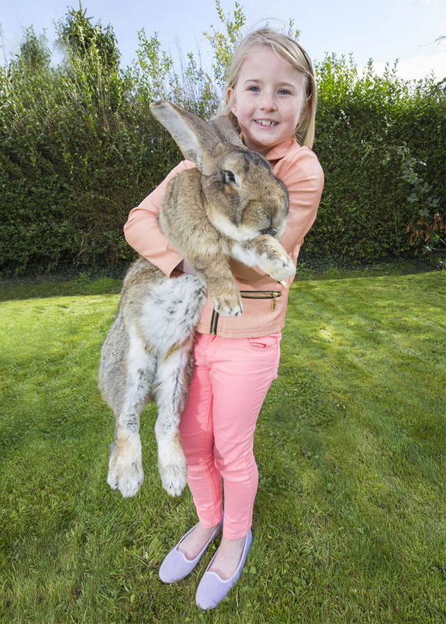 worlds-largest-rabbit-darius-2