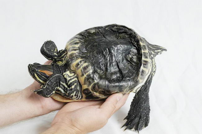 audrey-rescued-turtle-01