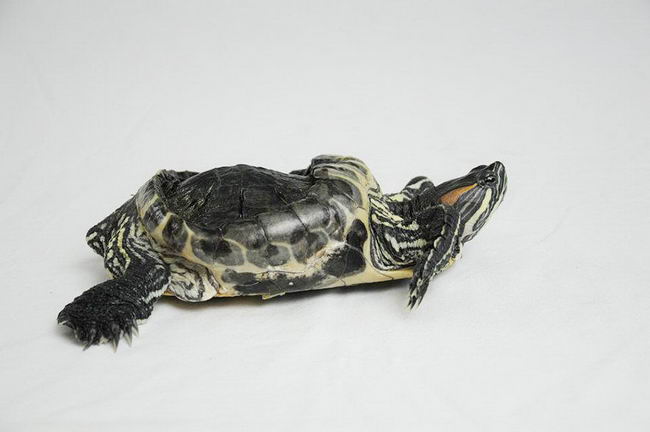 audrey-rescued-turtle-02