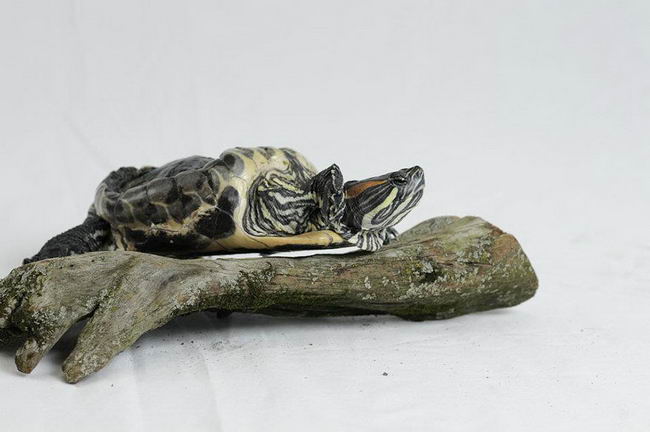 audrey-rescued-turtle-03