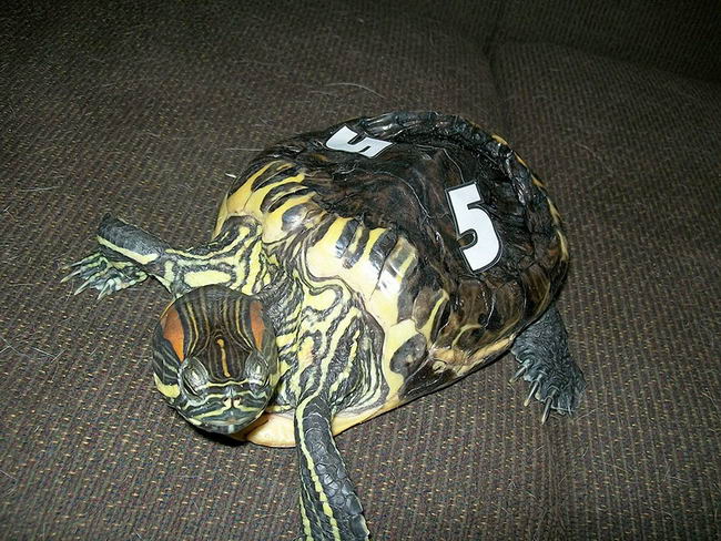 audrey-rescued-turtle-06