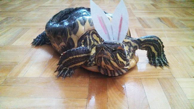 audrey-rescued-turtle-07