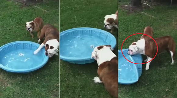 bulldog-pool