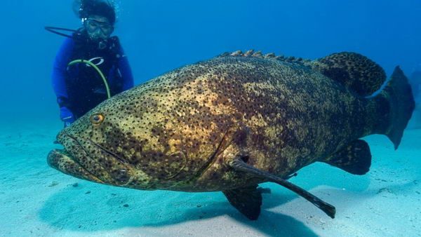 goliath-grouper-1
