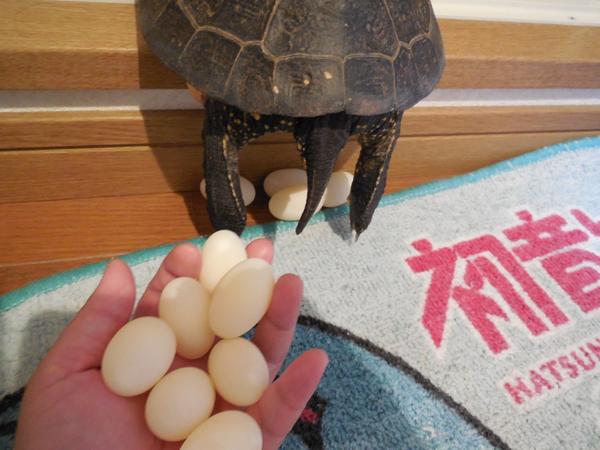 turtle-eggs-06