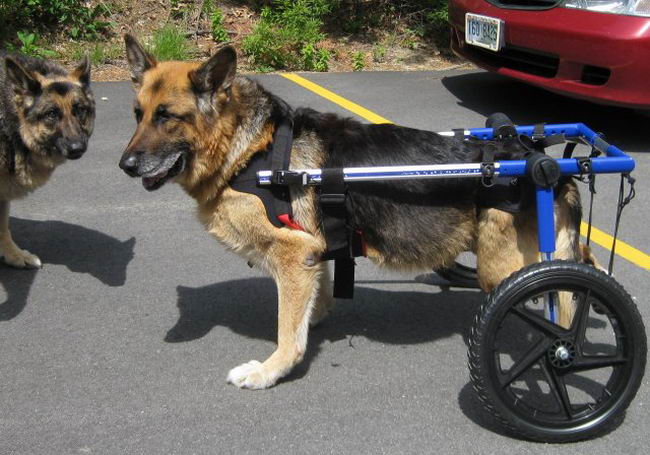 wheelchair-animals-01