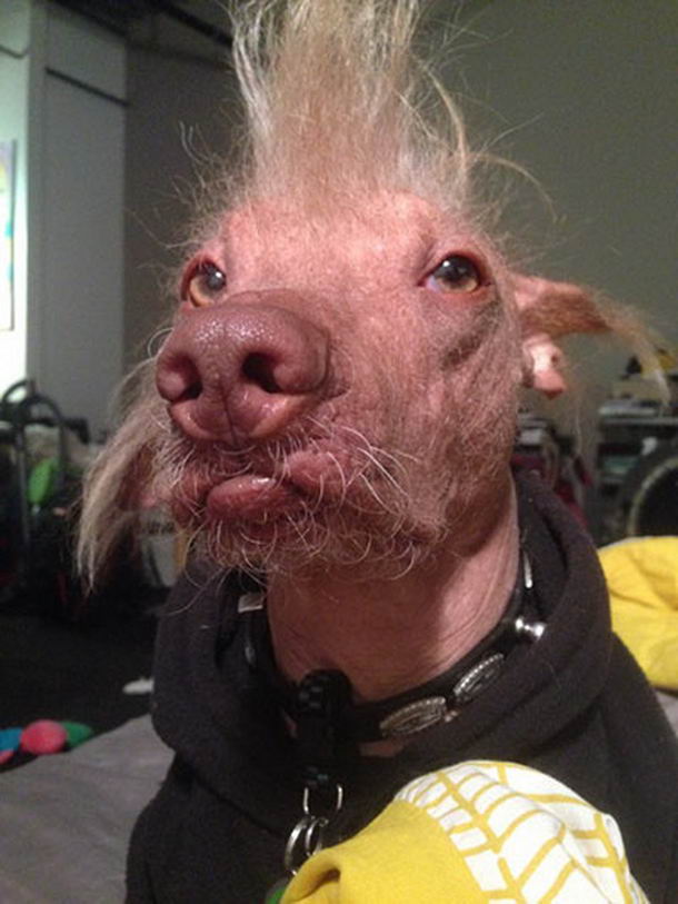 Ugliest-Dog-05