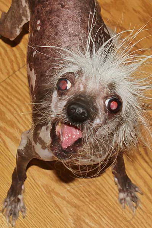 Ugliest-Dog-09