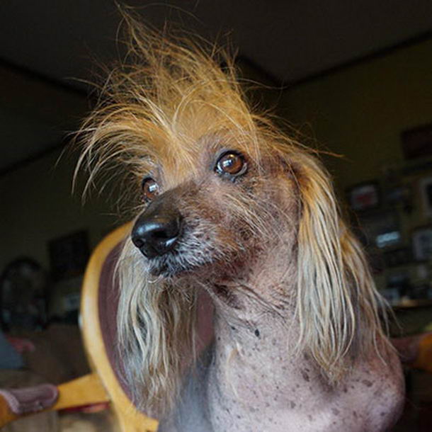 Ugliest-Dog-12