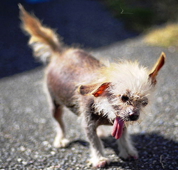 Ugliest-Dog-13