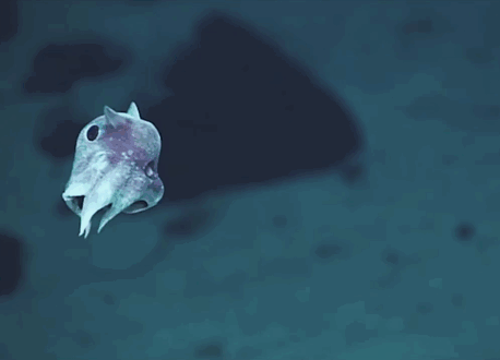 deep-sea-creatures-new-species-01