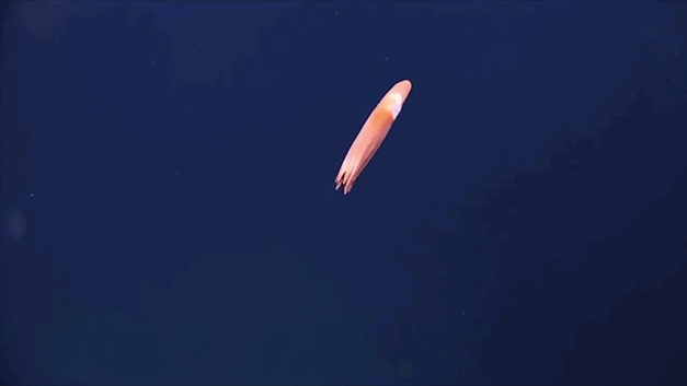 deep-sea-creatures-new-species-03