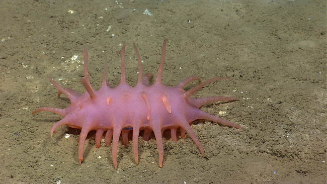 Océano Profundo 2015: Exploring Puerto Rico’s Seamounts, Tren