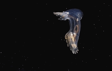 deep-sea-creatures-new-species-04