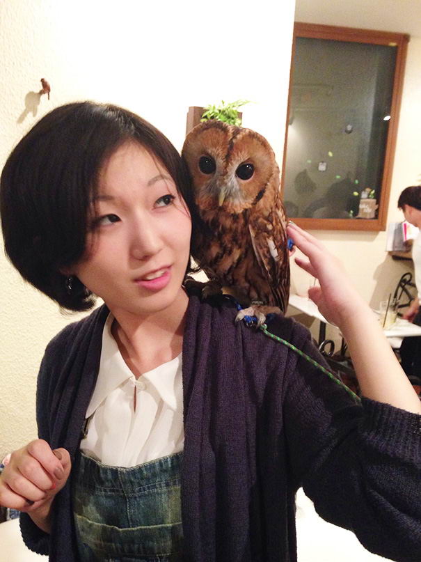 owl-cafe-ikefukuroucafe-tokyo-09