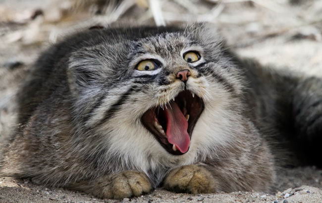 pallas-cat-manul-02