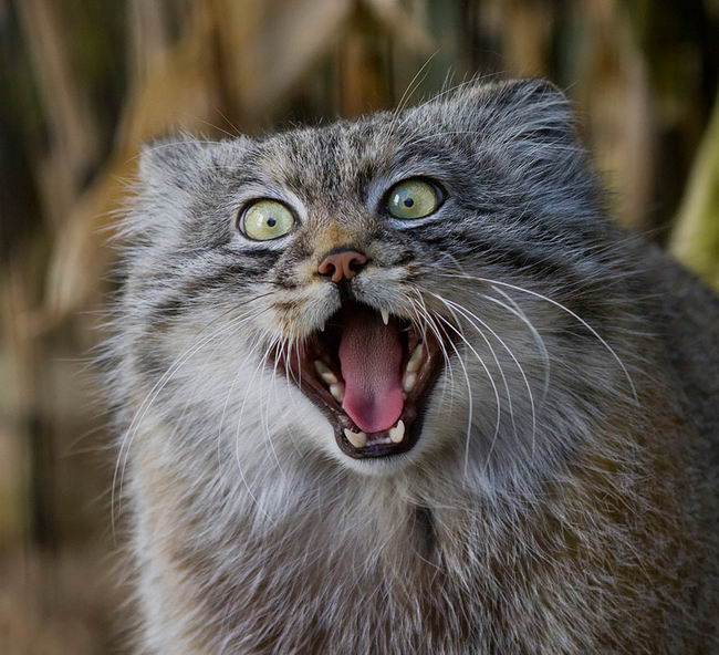 pallas-cat-manul-04