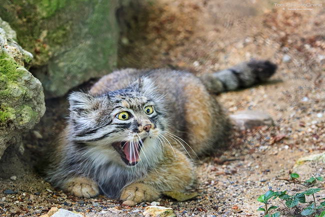 pallas-cat-manul-05