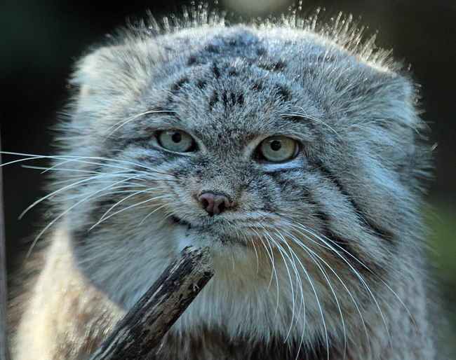 pallas-cat-manul-06