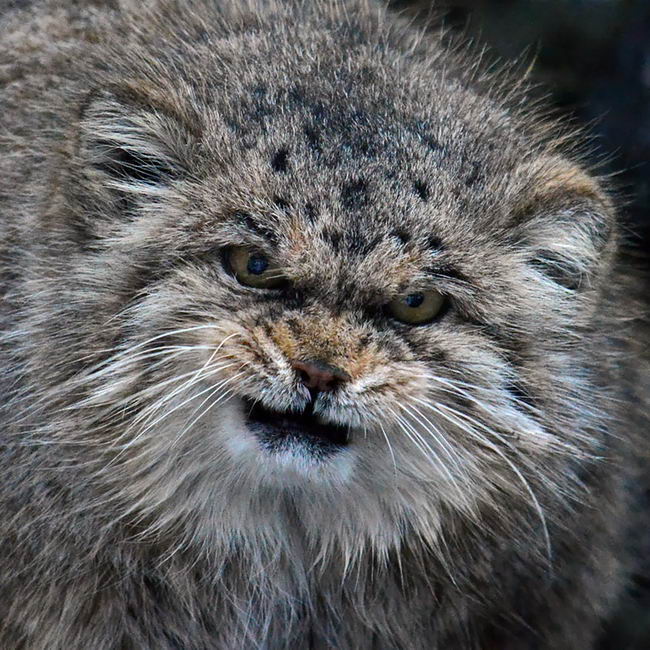 pallas-cat-manul-07