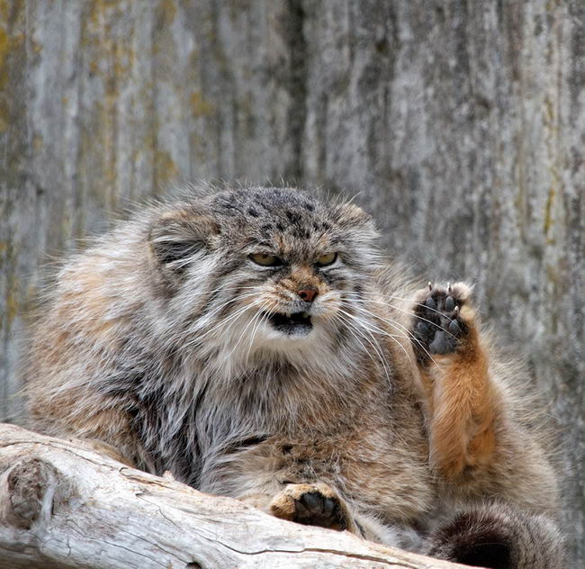 pallas-cat-manul-08