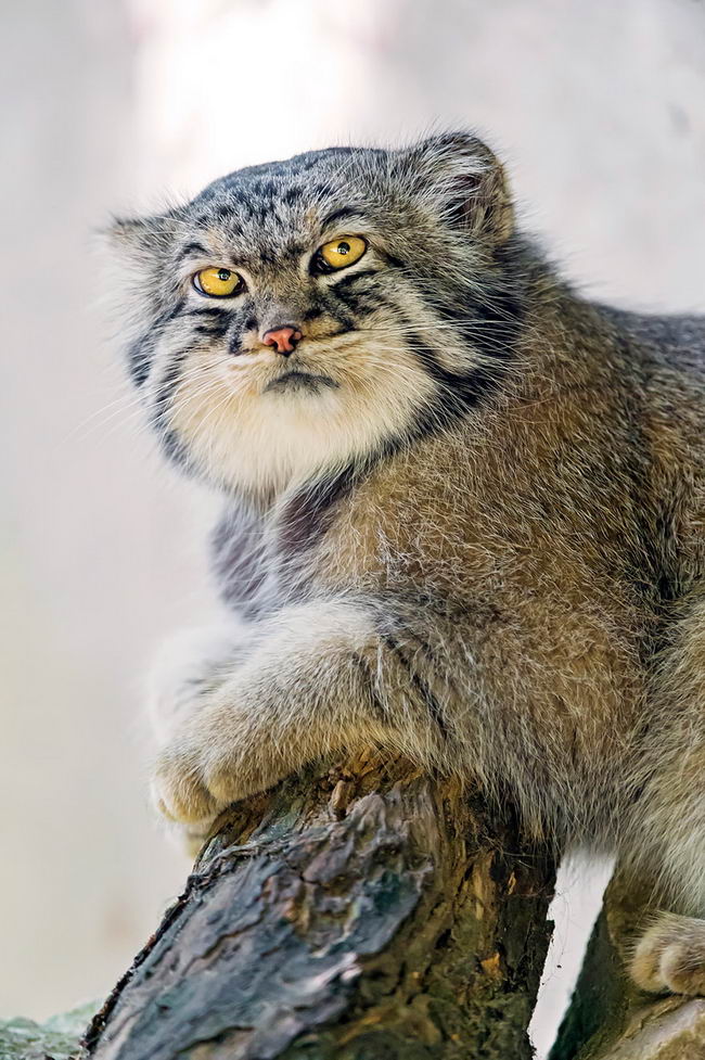 pallas-cat-manul-09