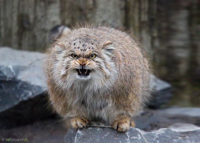 pallas-cat-manul-10