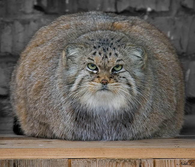 pallas-cat-manul-11