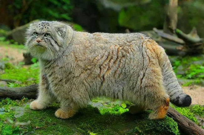 pallas-cat-manul-12