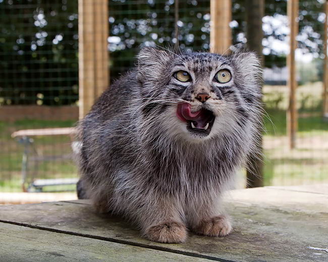 pallas-cat-manul-13