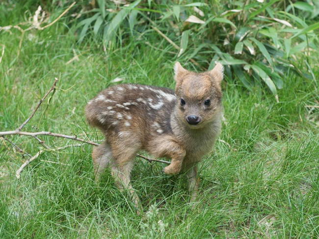 smallest-baby-deer-01jpg