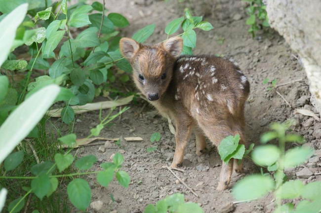 smallest-baby-deer-02