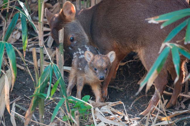 smallest-baby-deer-03