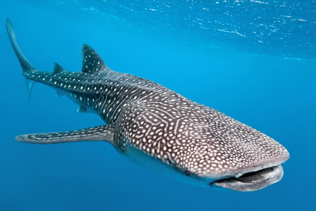 Whale shark
